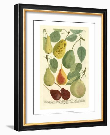 Plentiful Pears I-Johann Wilhelm Weinmann-Framed Art Print