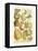 Plentiful Pears II-Johann Wilhelm Weinmann-Framed Stretched Canvas