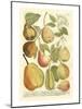 Plentiful Pears II-Johann Wilhelm Weinmann-Mounted Art Print