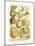 Plentiful Pears II-Johann Wilhelm Weinmann-Mounted Art Print