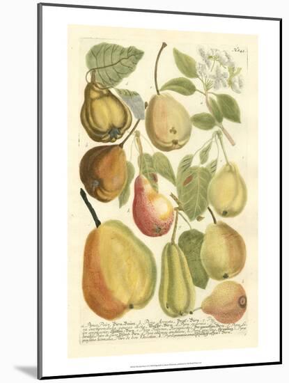 Plentiful Pears II-Johann Wilhelm Weinmann-Mounted Art Print