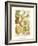 Plentiful Pears II-Johann Wilhelm Weinmann-Framed Art Print