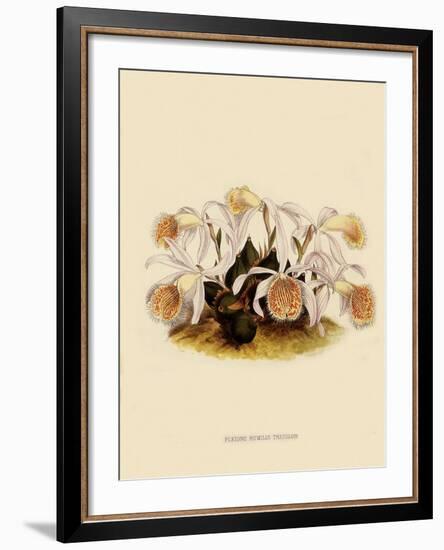 Pleoine Humilis-John Nugent Fitch-Framed Giclee Print