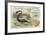 Plesiosaur and Green Sea Turtle-null-Framed Giclee Print