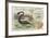 Plesiosaur and Green Sea Turtle-null-Framed Giclee Print