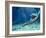 Plesiosaur Attack, Artwork-Roger Harris-Framed Photographic Print