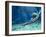 Plesiosaur Attack, Artwork-Roger Harris-Framed Photographic Print