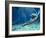 Plesiosaur Attack, Artwork-Roger Harris-Framed Photographic Print