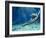 Plesiosaur Attack, Artwork-Roger Harris-Framed Photographic Print