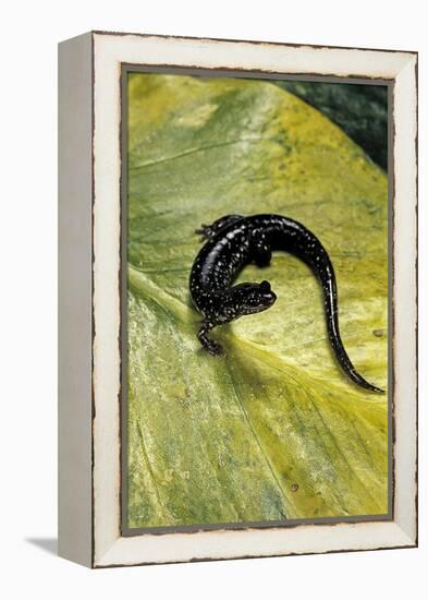 Plethodon Glutinosus (Northern Slimy Salamander)-Paul Starosta-Framed Premier Image Canvas