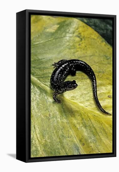 Plethodon Glutinosus (Northern Slimy Salamander)-Paul Starosta-Framed Premier Image Canvas