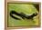 Plethodon Glutinosus (Northern Slimy Salamander)-Paul Starosta-Framed Premier Image Canvas