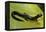 Plethodon Glutinosus (Northern Slimy Salamander)-Paul Starosta-Framed Premier Image Canvas