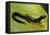 Plethodon Glutinosus (Northern Slimy Salamander)-Paul Starosta-Framed Premier Image Canvas