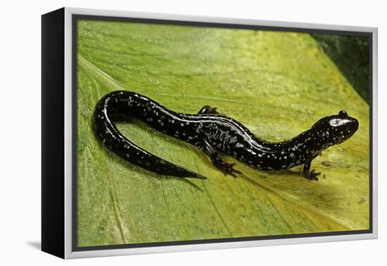 Plethodon Glutinosus (Northern Slimy Salamander)-Paul Starosta-Framed Premier Image Canvas