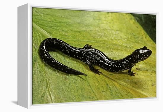 Plethodon Glutinosus (Northern Slimy Salamander)-Paul Starosta-Framed Premier Image Canvas