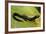 Plethodon Glutinosus (Northern Slimy Salamander)-Paul Starosta-Framed Photographic Print