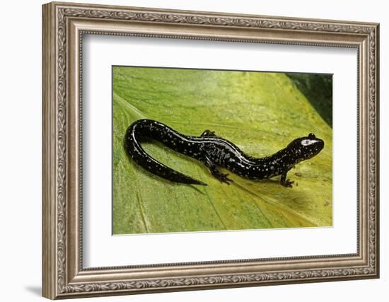 Plethodon Glutinosus (Northern Slimy Salamander)-Paul Starosta-Framed Photographic Print