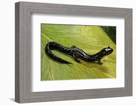 Plethodon Glutinosus (Northern Slimy Salamander)-Paul Starosta-Framed Photographic Print