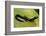 Plethodon Glutinosus (Northern Slimy Salamander)-Paul Starosta-Framed Photographic Print