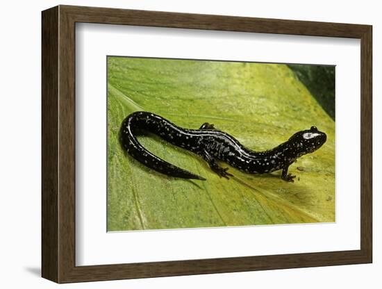 Plethodon Glutinosus (Northern Slimy Salamander)-Paul Starosta-Framed Photographic Print