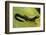 Plethodon Glutinosus (Northern Slimy Salamander)-Paul Starosta-Framed Photographic Print