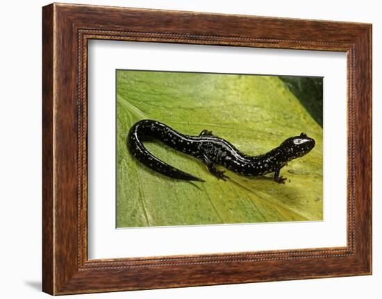 Plethodon Glutinosus (Northern Slimy Salamander)-Paul Starosta-Framed Photographic Print