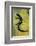 Plethodon Glutinosus (Northern Slimy Salamander)-Paul Starosta-Framed Photographic Print