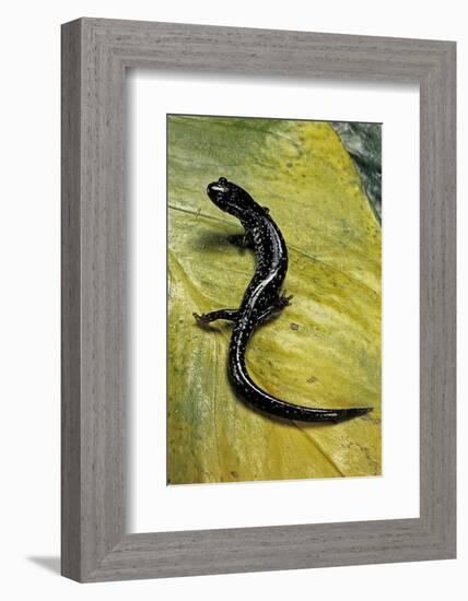 Plethodon Glutinosus (Northern Slimy Salamander)-Paul Starosta-Framed Photographic Print