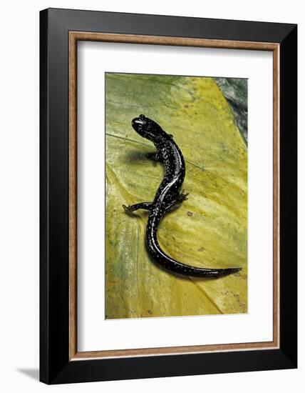 Plethodon Glutinosus (Northern Slimy Salamander)-Paul Starosta-Framed Photographic Print