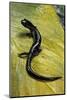 Plethodon Glutinosus (Northern Slimy Salamander)-Paul Starosta-Mounted Photographic Print