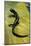 Plethodon Glutinosus (Northern Slimy Salamander)-Paul Starosta-Mounted Photographic Print