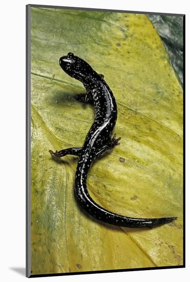 Plethodon Glutinosus (Northern Slimy Salamander)-Paul Starosta-Mounted Photographic Print