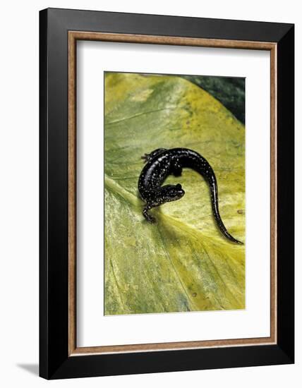 Plethodon Glutinosus (Northern Slimy Salamander)-Paul Starosta-Framed Photographic Print