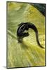 Plethodon Glutinosus (Northern Slimy Salamander)-Paul Starosta-Mounted Photographic Print