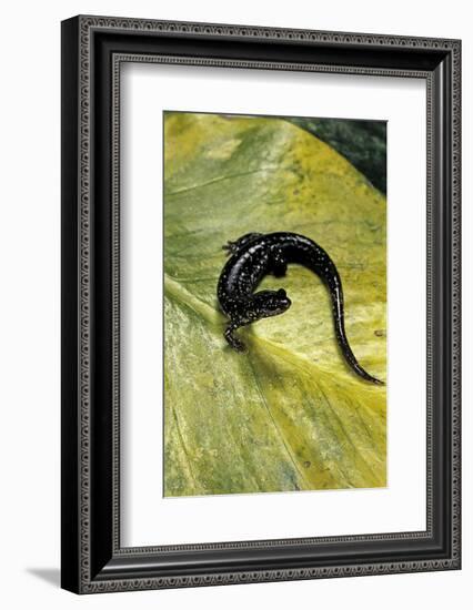 Plethodon Glutinosus (Northern Slimy Salamander)-Paul Starosta-Framed Photographic Print