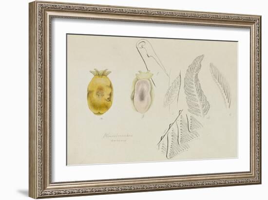 Pleurobranchus Aureus: Yellow-Plumed Sea Slug-Philip Henry Gosse-Framed Giclee Print