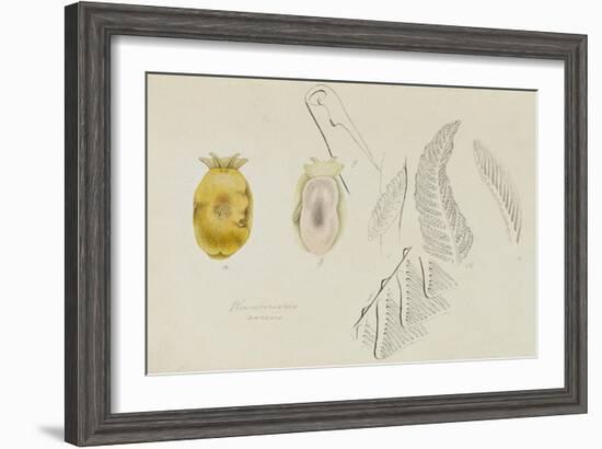 Pleurobranchus Aureus: Yellow-Plumed Sea Slug-Philip Henry Gosse-Framed Giclee Print