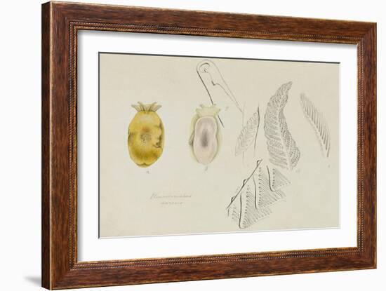 Pleurobranchus Aureus: Yellow-Plumed Sea Slug-Philip Henry Gosse-Framed Giclee Print
