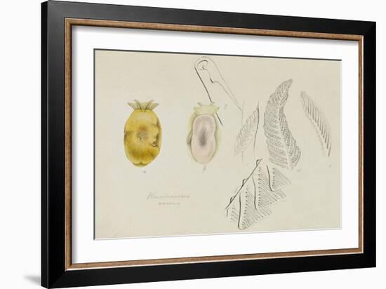 Pleurobranchus Aureus: Yellow-Plumed Sea Slug-Philip Henry Gosse-Framed Giclee Print