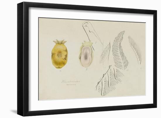 Pleurobranchus Aureus: Yellow-Plumed Sea Slug-Philip Henry Gosse-Framed Giclee Print