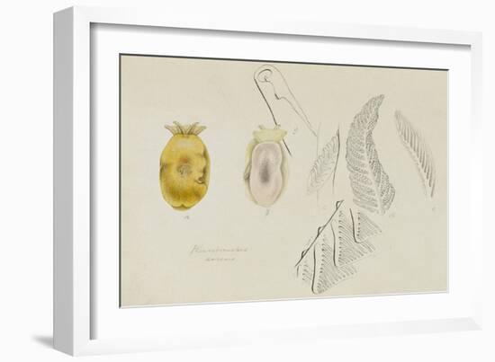 Pleurobranchus Aureus: Yellow-Plumed Sea Slug-Philip Henry Gosse-Framed Giclee Print