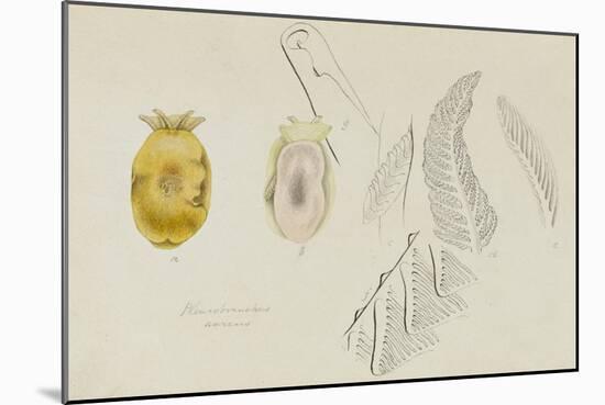 Pleurobranchus Aureus: Yellow-Plumed Sea Slug-Philip Henry Gosse-Mounted Giclee Print