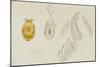 Pleurobranchus Aureus: Yellow-Plumed Sea Slug-Philip Henry Gosse-Mounted Giclee Print