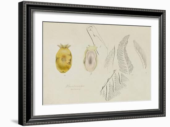 Pleurobranchus Aureus: Yellow-Plumed Sea Slug-Philip Henry Gosse-Framed Giclee Print