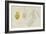 Pleurobranchus Aureus: Yellow-Plumed Sea Slug-Philip Henry Gosse-Framed Giclee Print