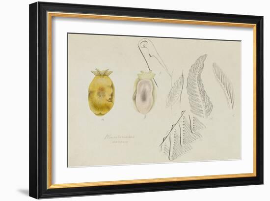 Pleurobranchus Aureus: Yellow-Plumed Sea Slug-Philip Henry Gosse-Framed Giclee Print