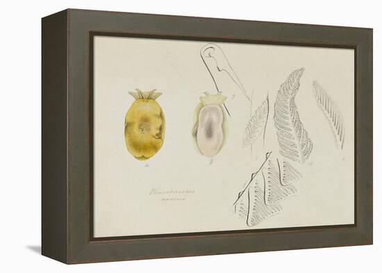 Pleurobranchus Aureus: Yellow-Plumed Sea Slug-Philip Henry Gosse-Framed Premier Image Canvas