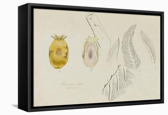 Pleurobranchus Aureus: Yellow-Plumed Sea Slug-Philip Henry Gosse-Framed Premier Image Canvas