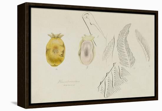 Pleurobranchus Aureus: Yellow-Plumed Sea Slug-Philip Henry Gosse-Framed Premier Image Canvas